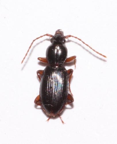 Stomis pumicatus